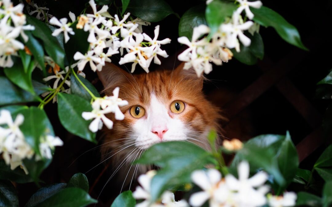 L&rsquo;huile de CBD pour les animaux âgés : comment améliorer leur qualité de vie ?